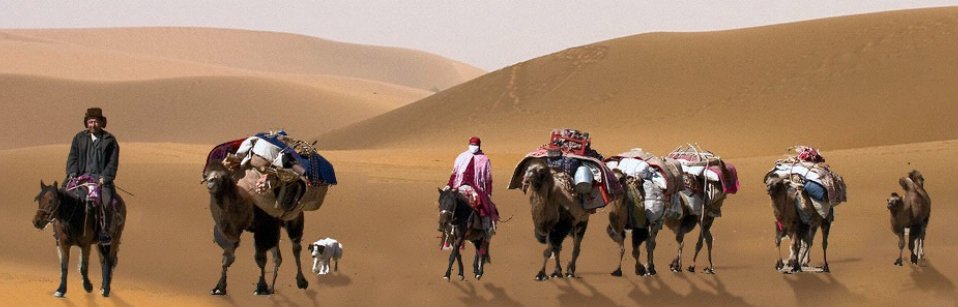 Camels on the Silk Road